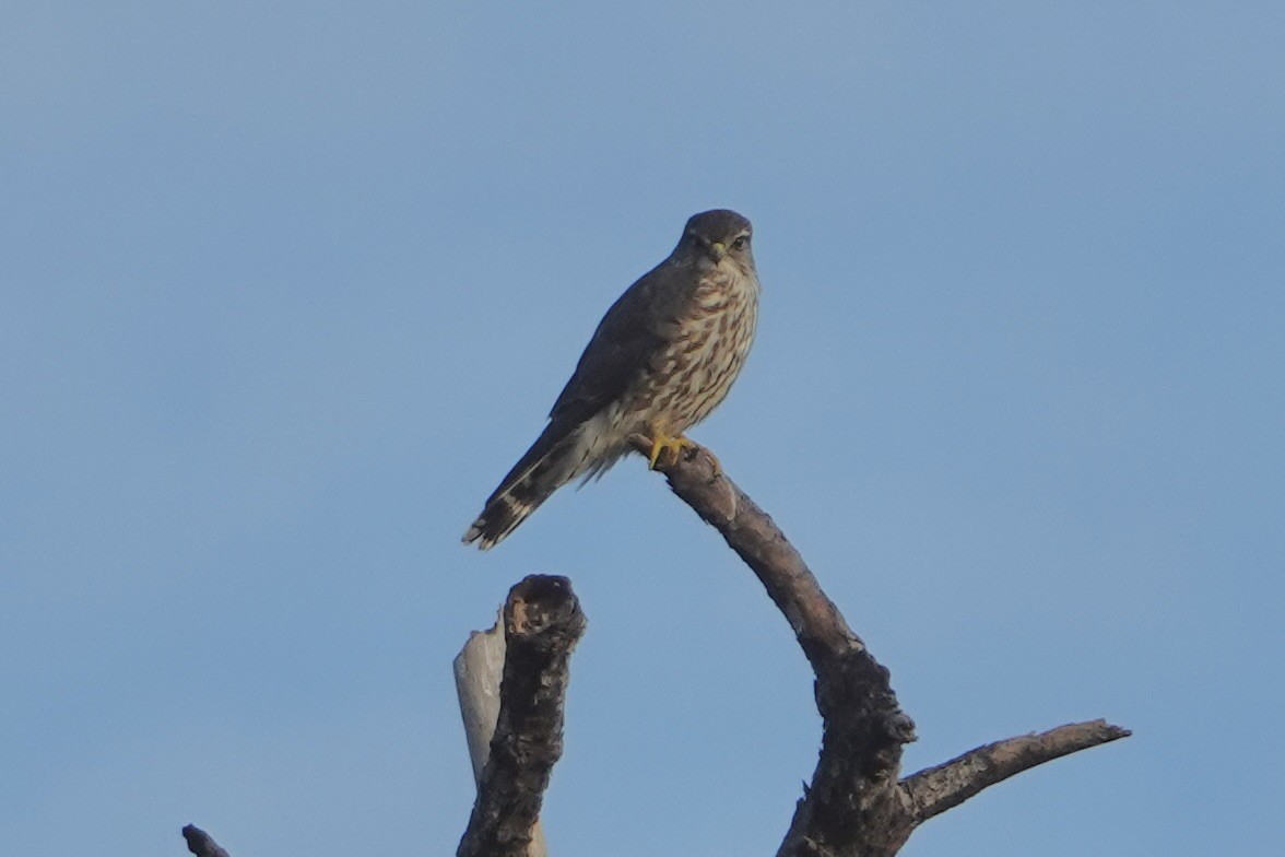 Merlin - ML647136547