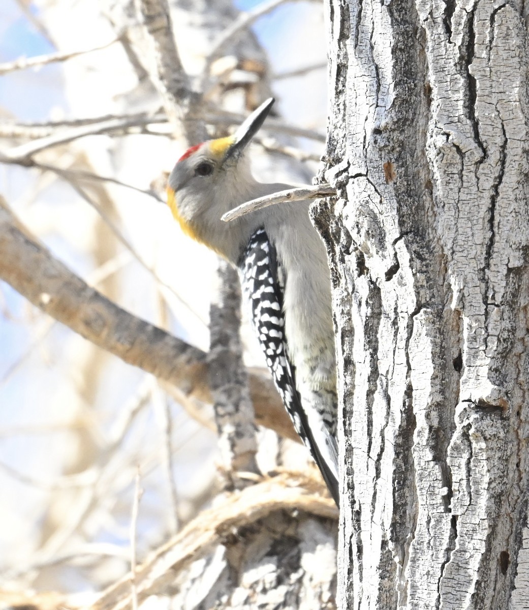 Golden-fronted Woodpecker - ML647136548