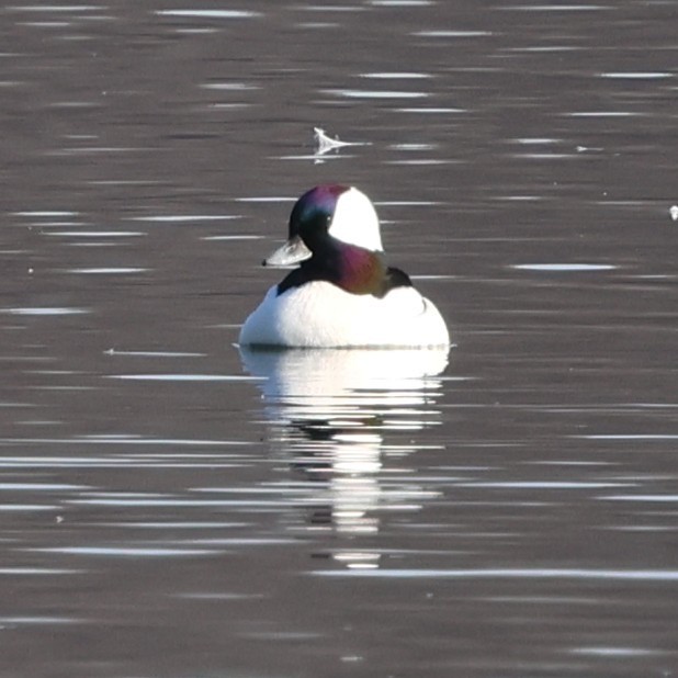 Bufflehead - ML647136551