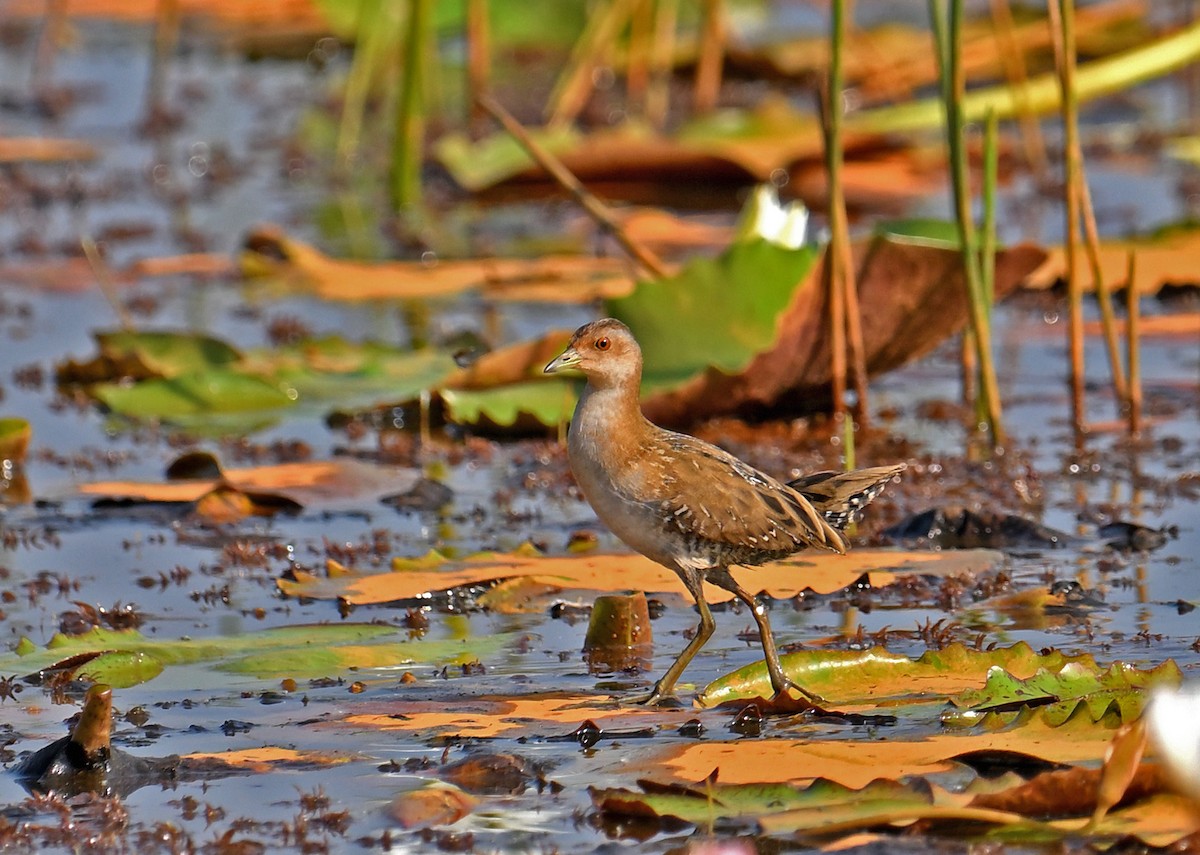Baillon's Crake - ML647136553