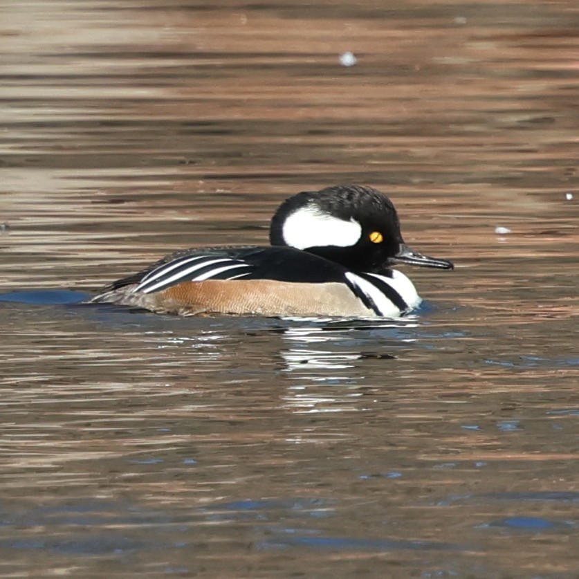 Hooded Merganser - ML647136556
