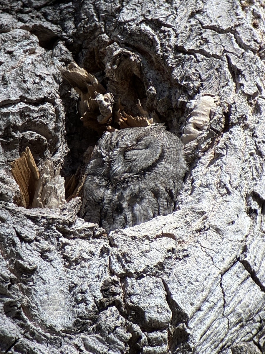 Western Screech-Owl - ML647136558