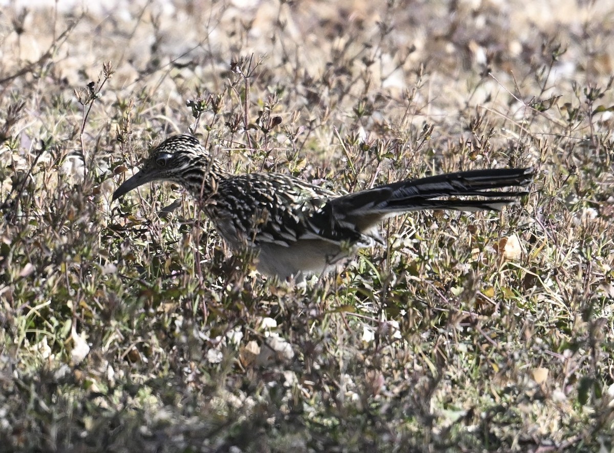 Greater Roadrunner - ML647136561