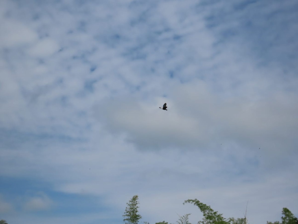 Comb Duck - ML647136563