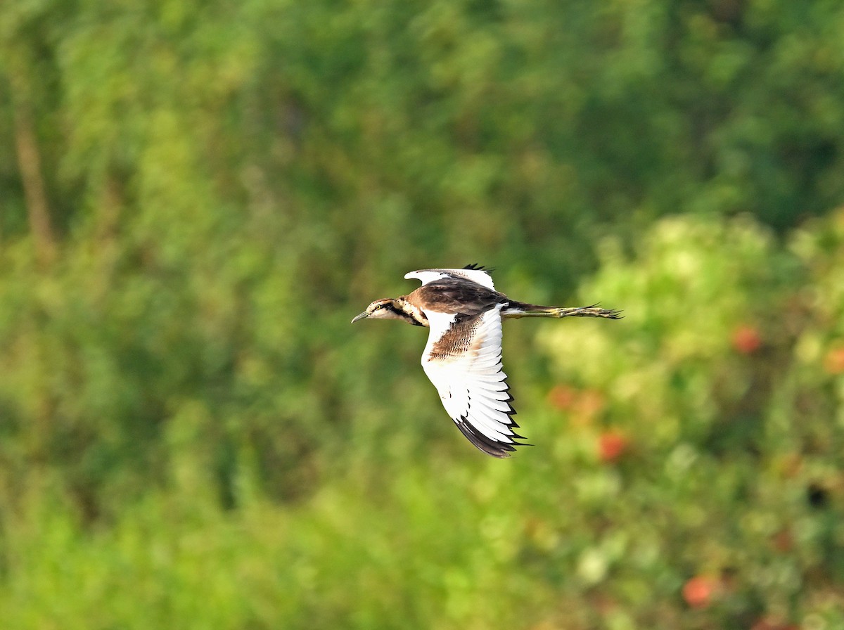 Pheasant-tailed Jacana - ML647136566