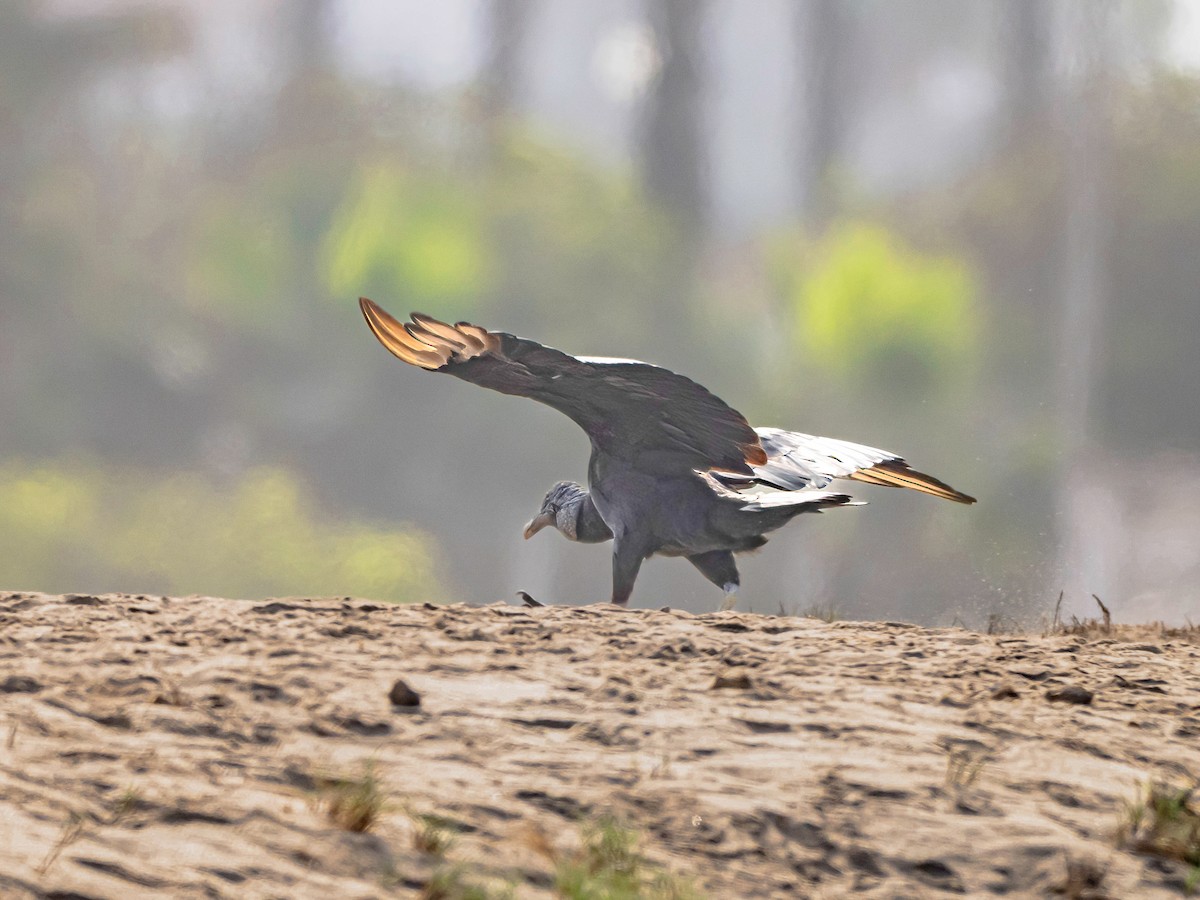 Black Vulture - ML647136568