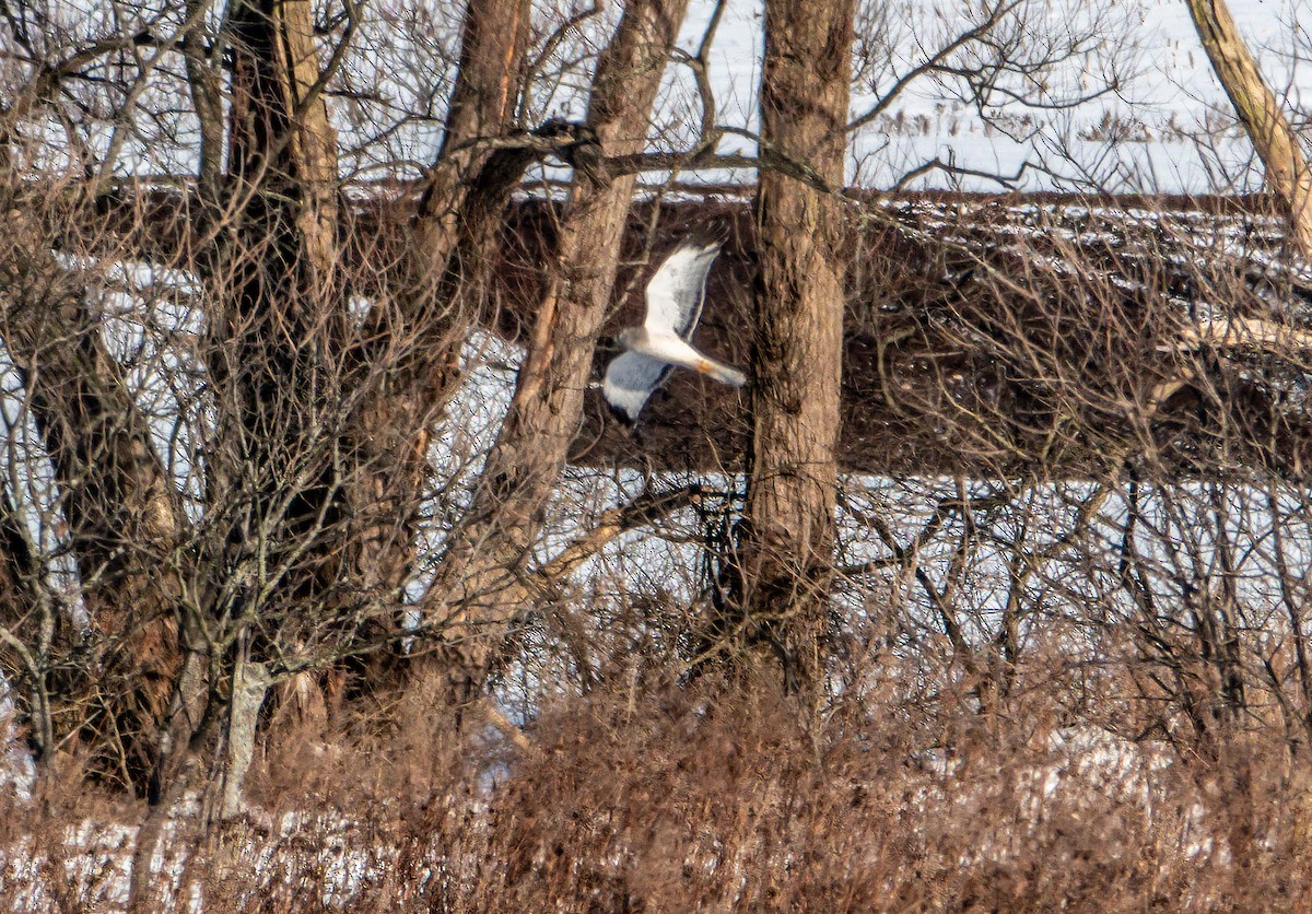 Northern Harrier - ML647136569