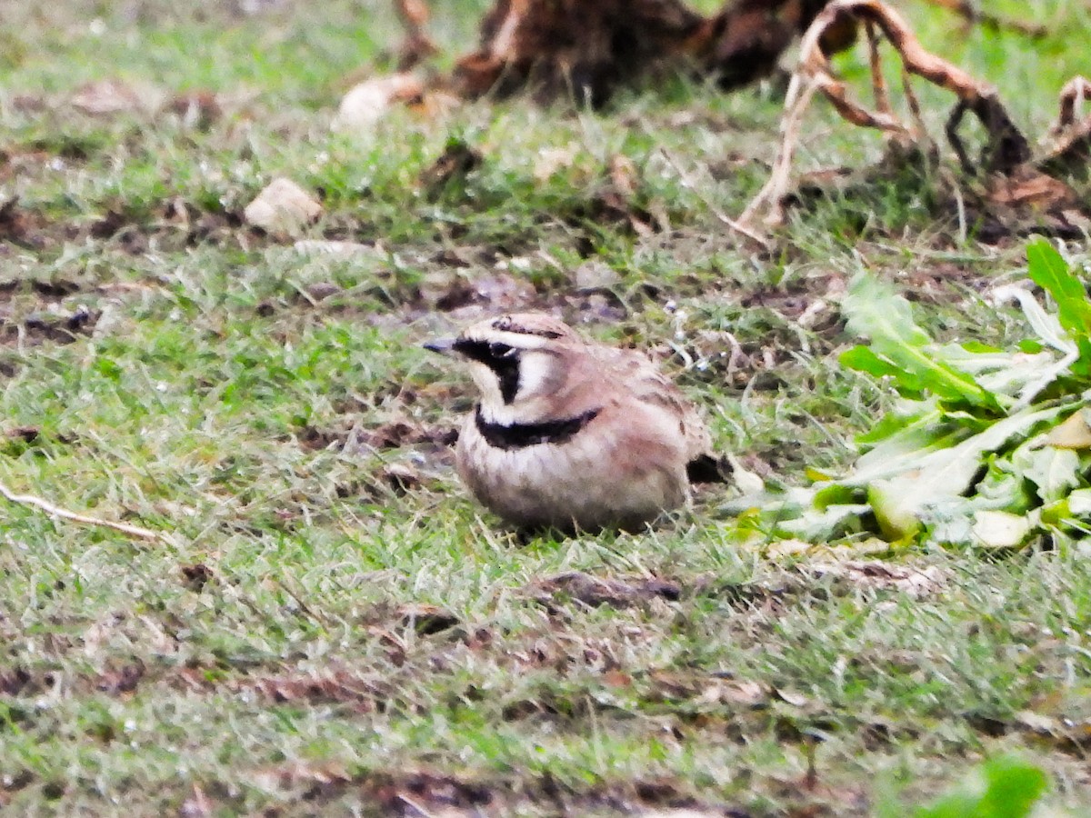 Жайворонок рогатий - ML647136570