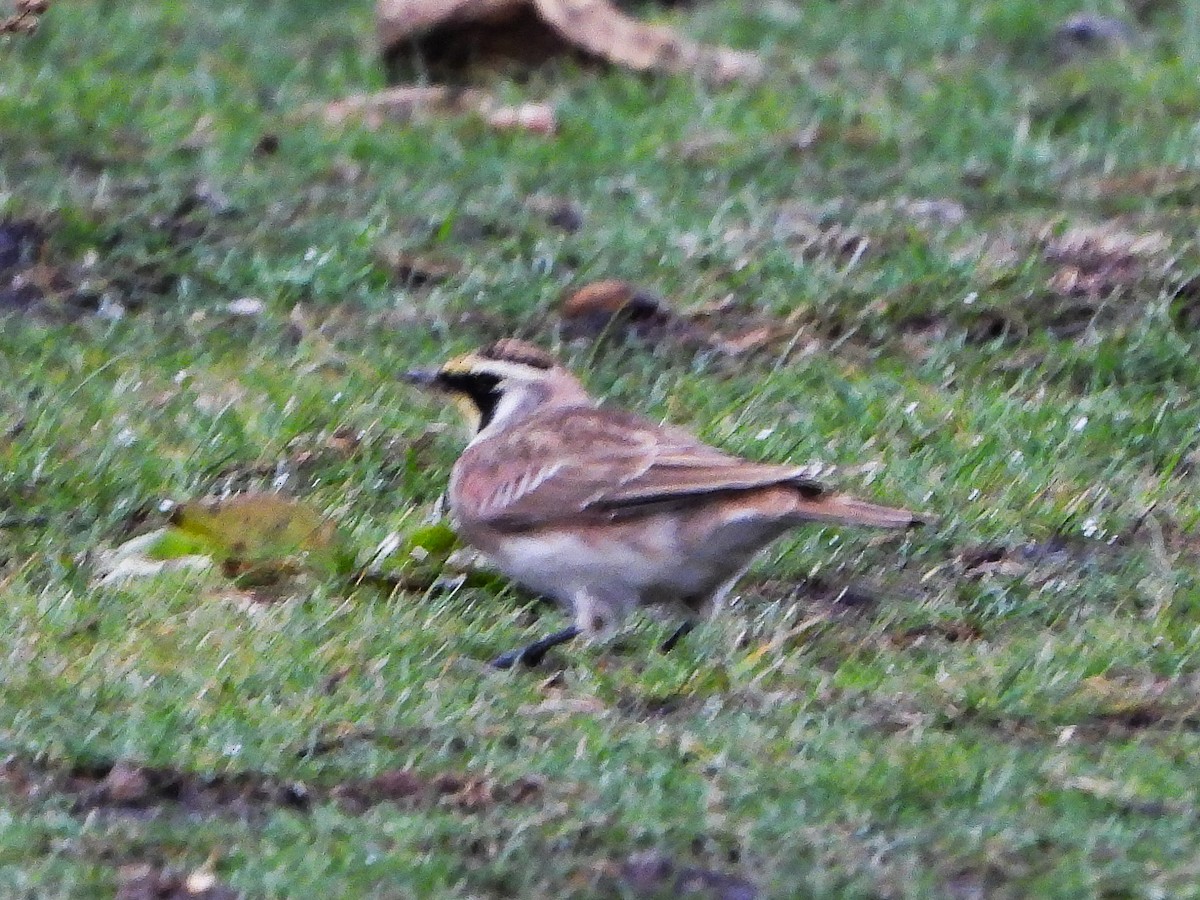 Жайворонок рогатий - ML647136571