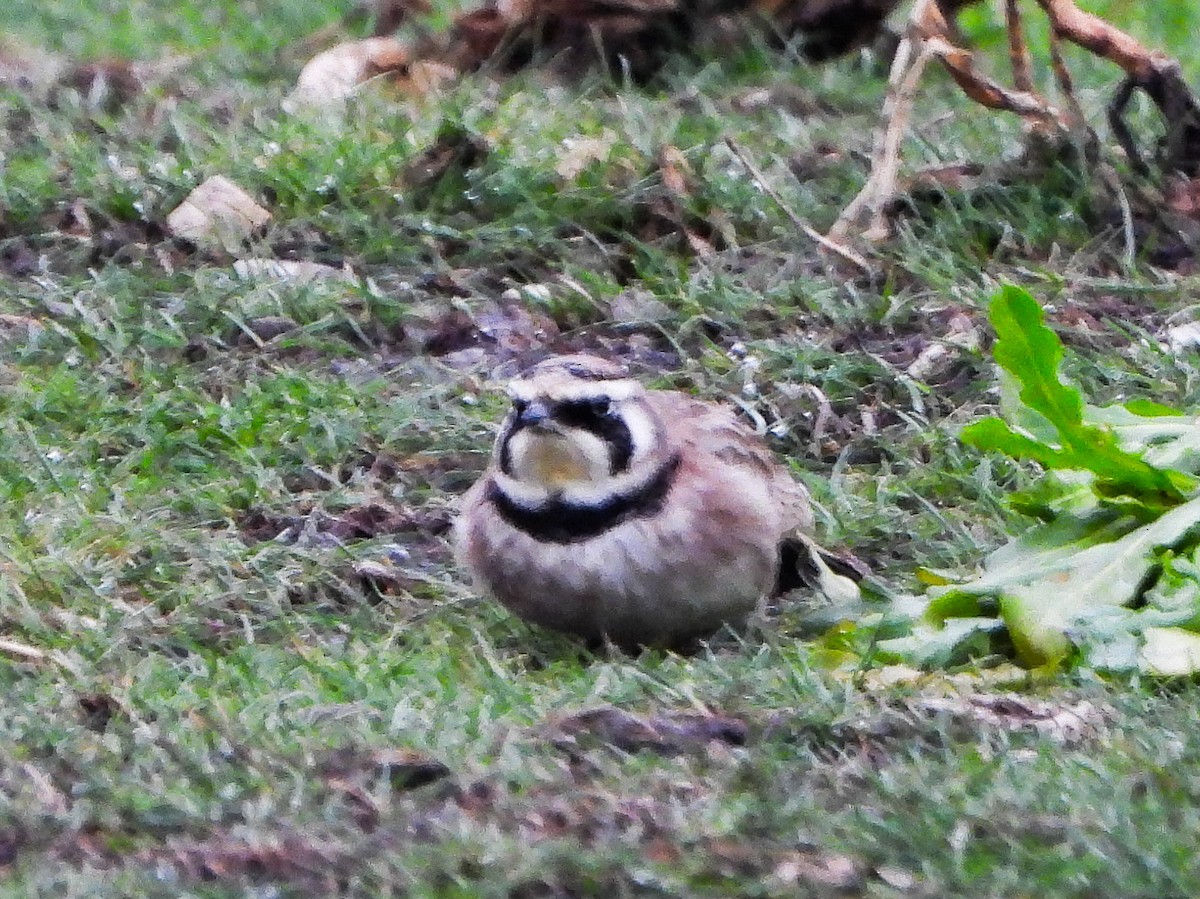 Жайворонок рогатий - ML647136572