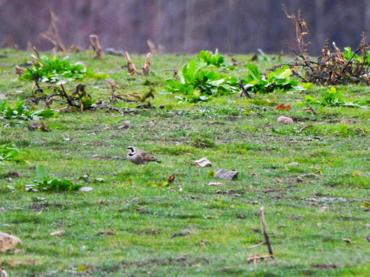 Жайворонок рогатий - ML647136573