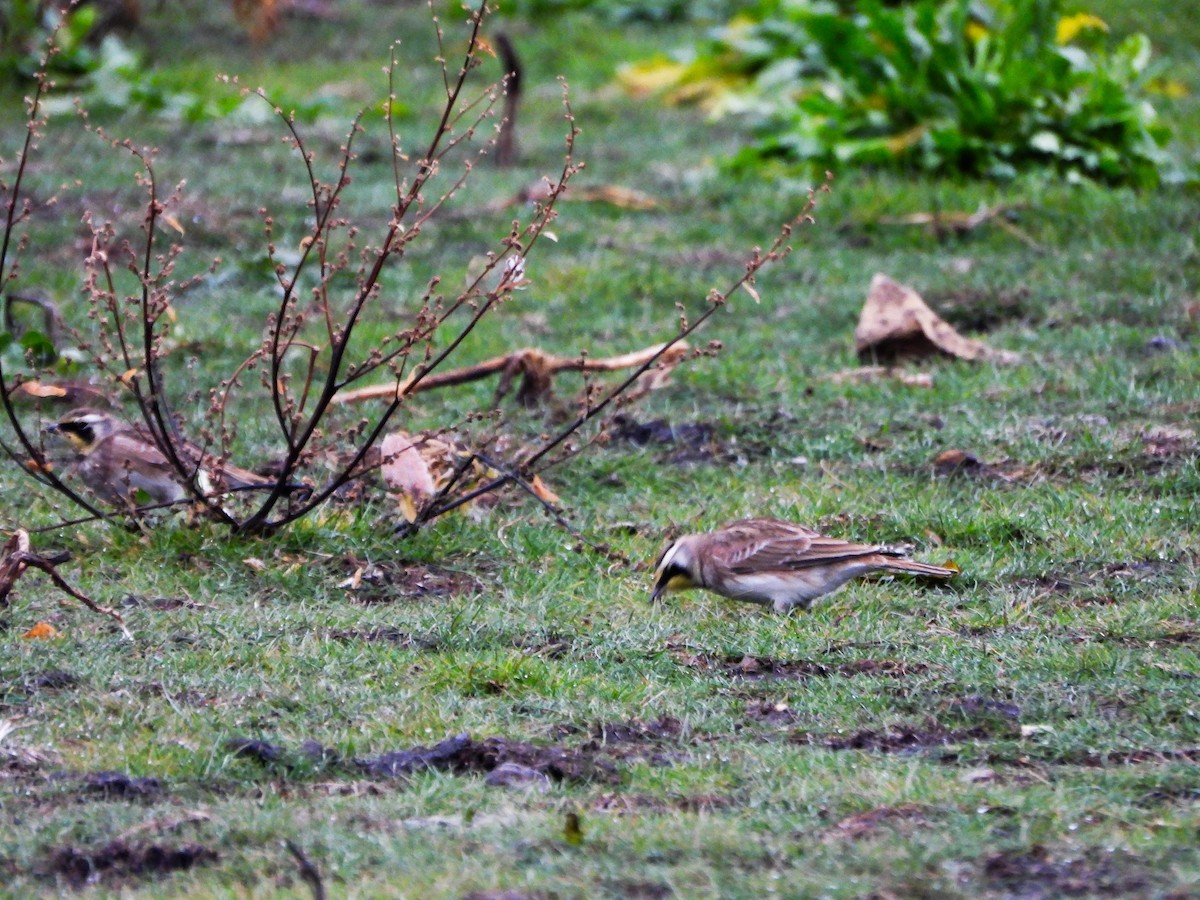 Жайворонок рогатий - ML647136574