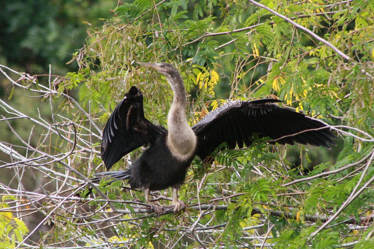 アメリカヘビウ - ML647136584