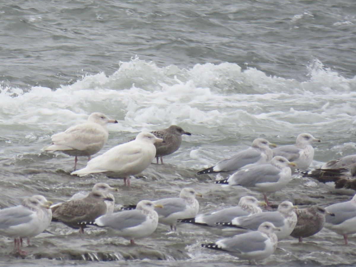 Бургомистр - ML647136591