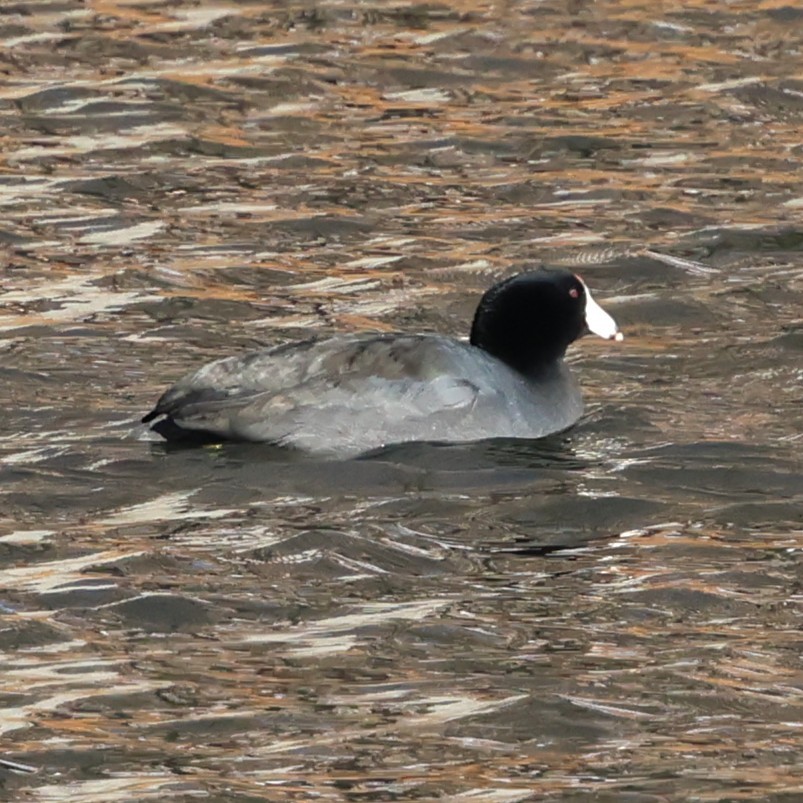 アメリカオオバン - ML647136601