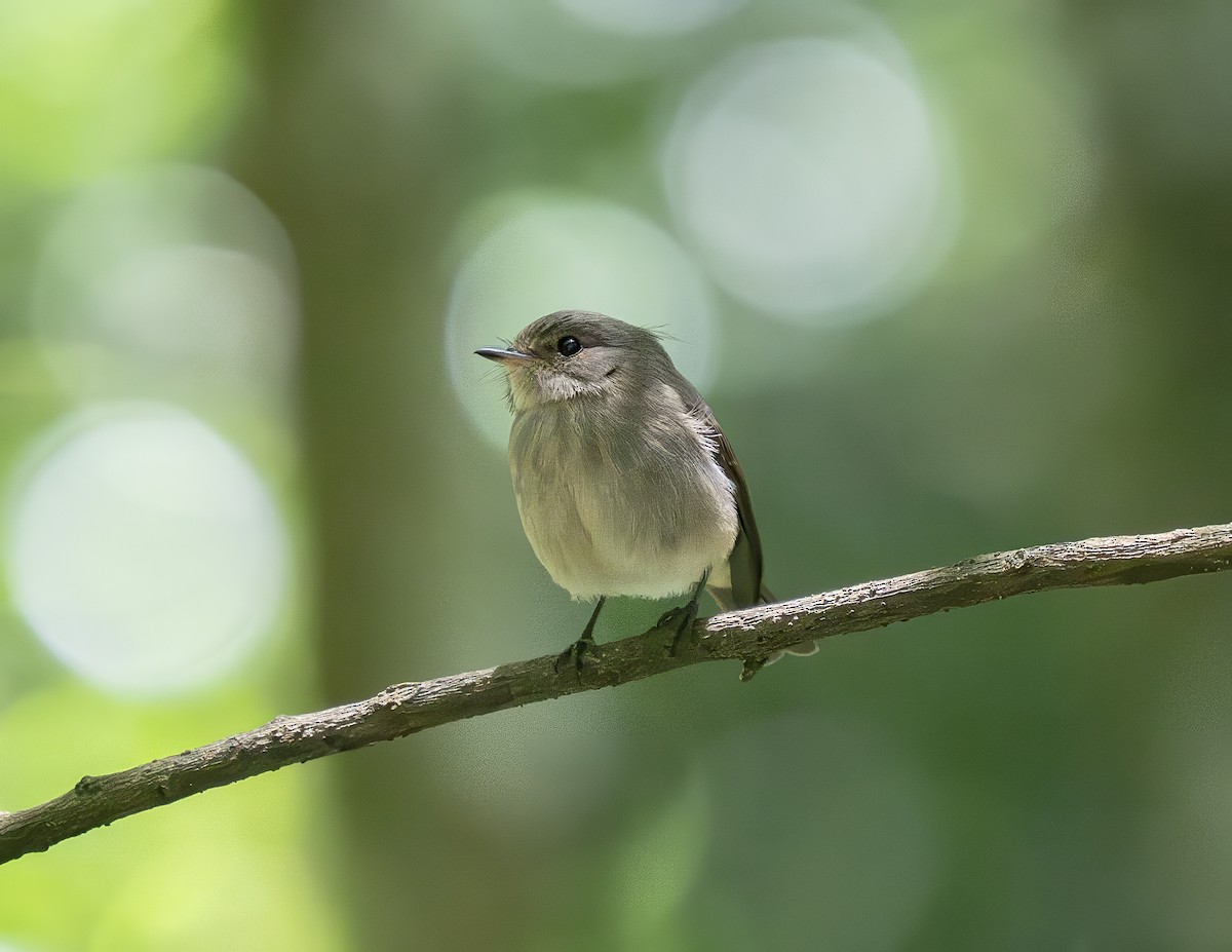 アフリカコサメビタキ - ML647136602