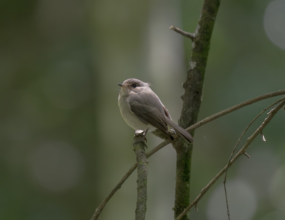 アフリカコサメビタキ - ML647136603