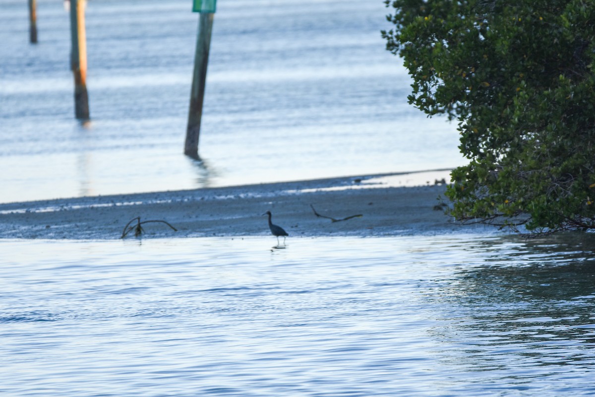 アカクロサギ - ML647136606