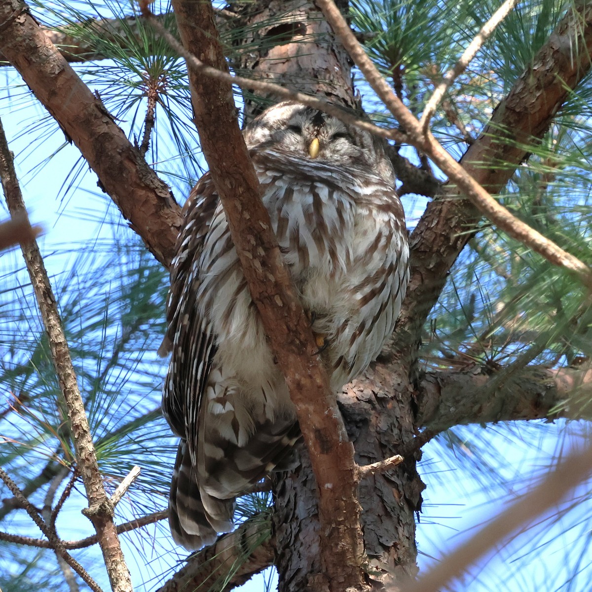 アメリカフクロウ - ML647136607