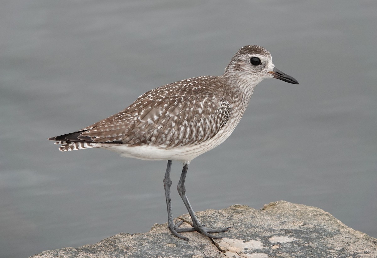 ダイゼン - ML647136610