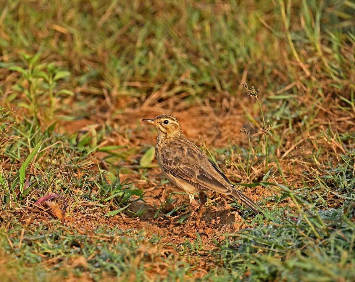 ヒメマミジロタヒバリ - ML647136611