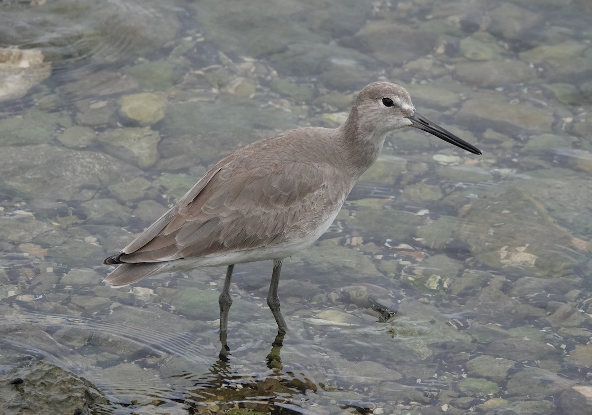 ハジロオオシギ - ML647136612