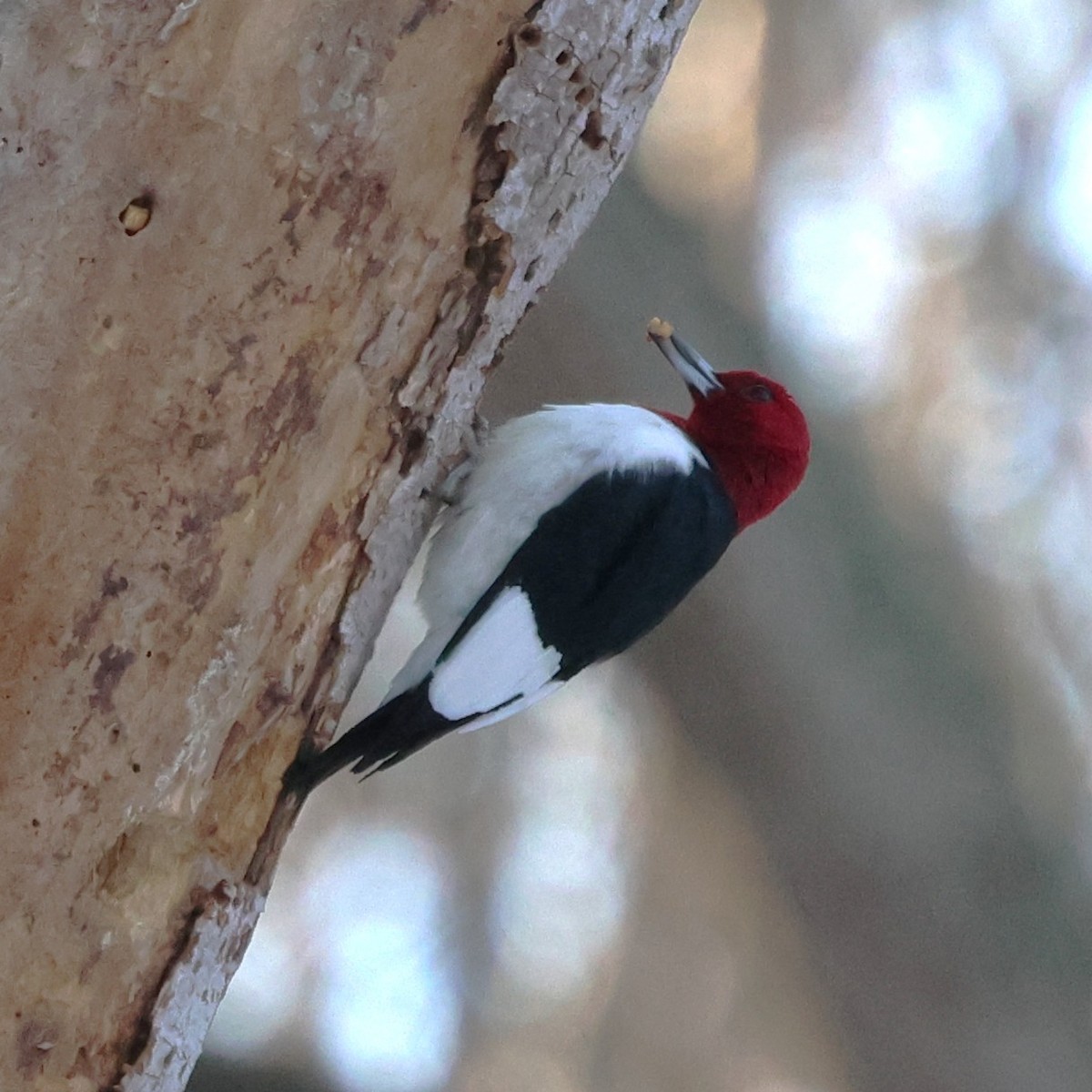 ズアカキツツキ - ML647136613