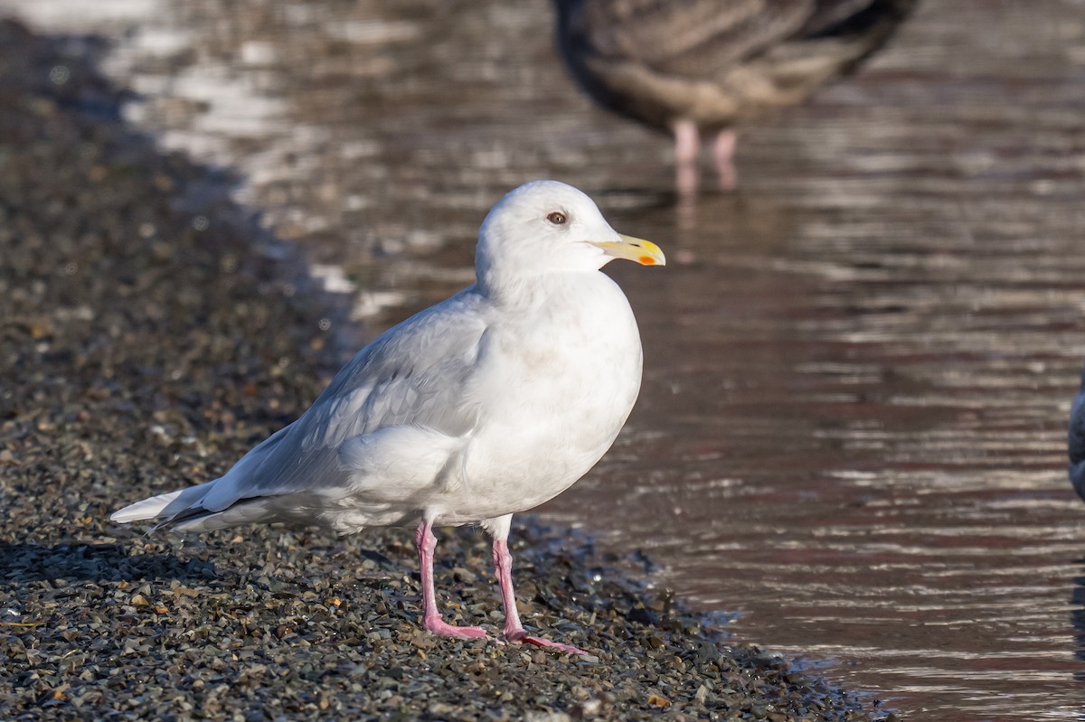 アイスランドカモメ - ML647136614