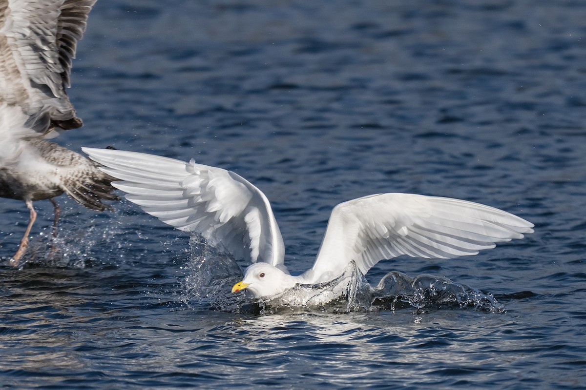 アイスランドカモメ - ML647136615