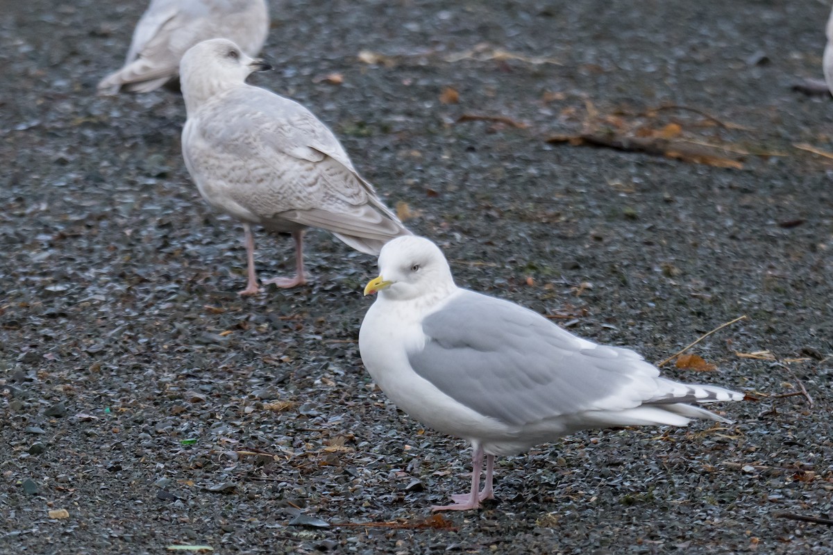 アイスランドカモメ - ML647136616