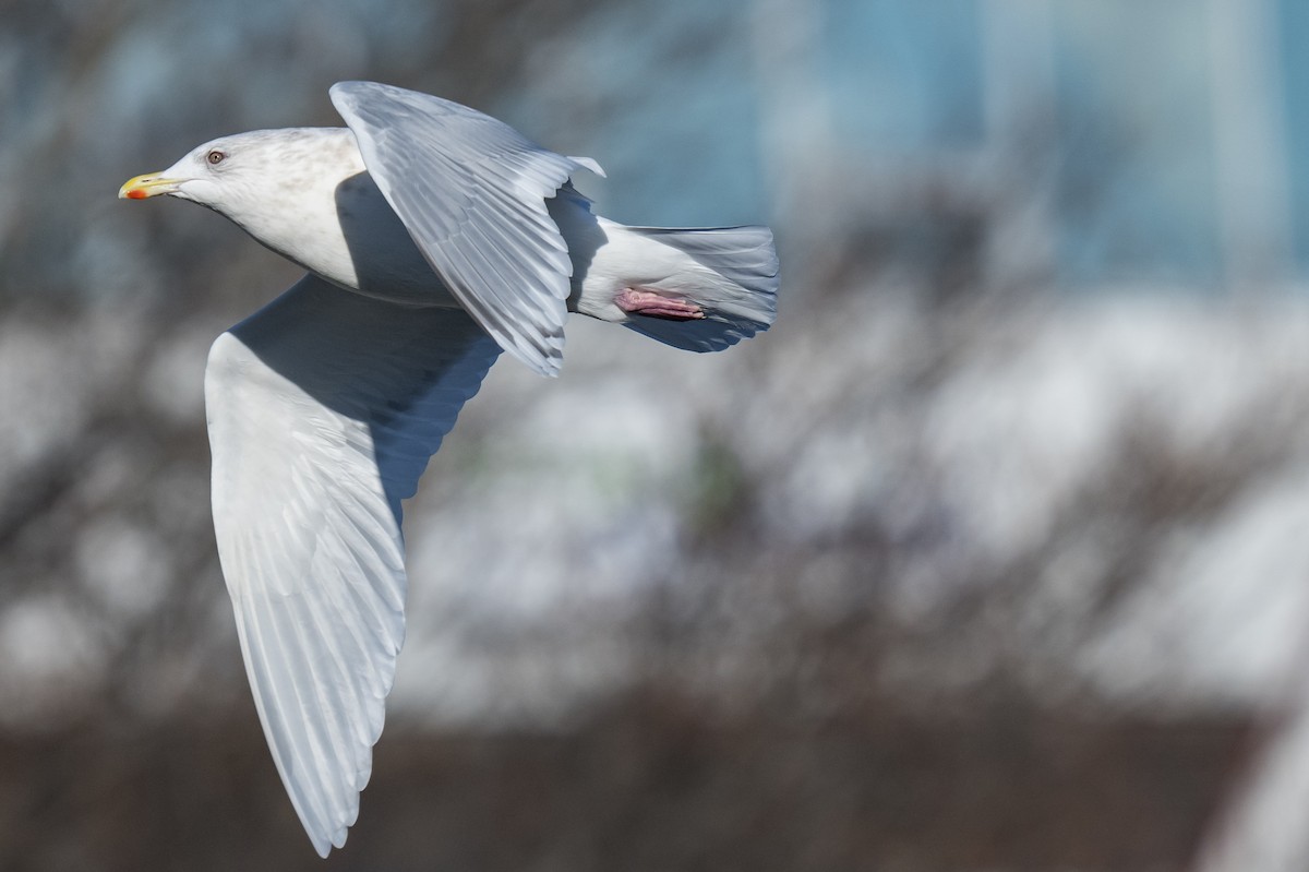 アイスランドカモメ - ML647136617