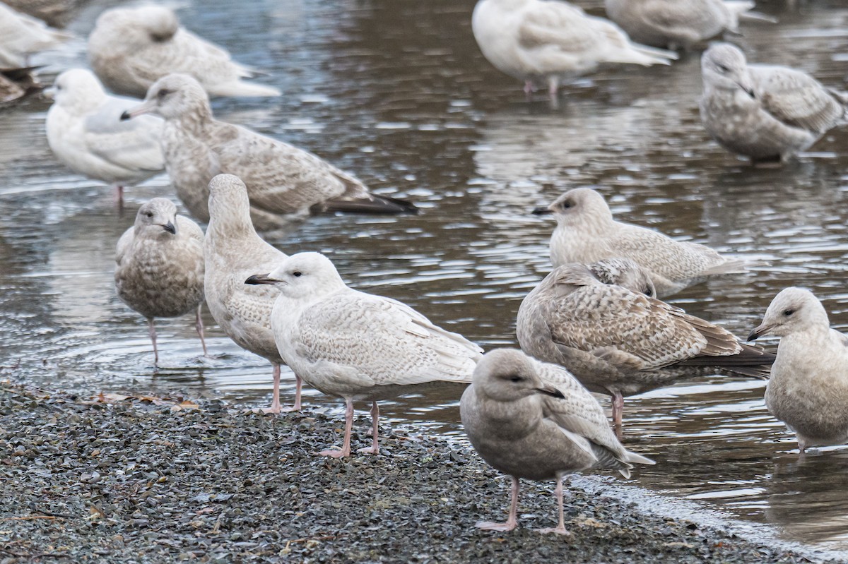 アイスランドカモメ - ML647136618