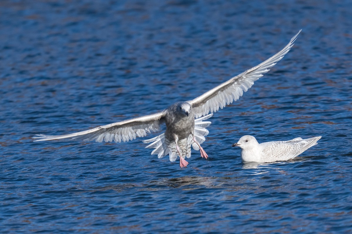 アイスランドカモメ - ML647136619