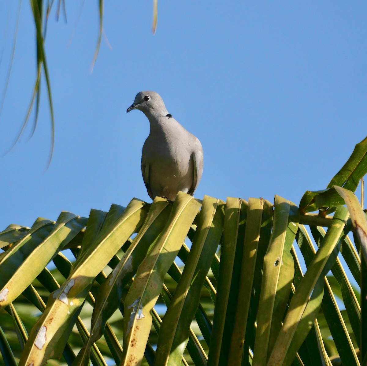 シラコバト - ML647136620