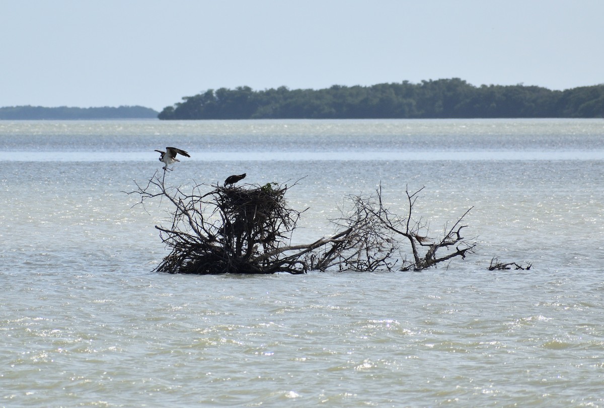 ミサゴ - ML647136621