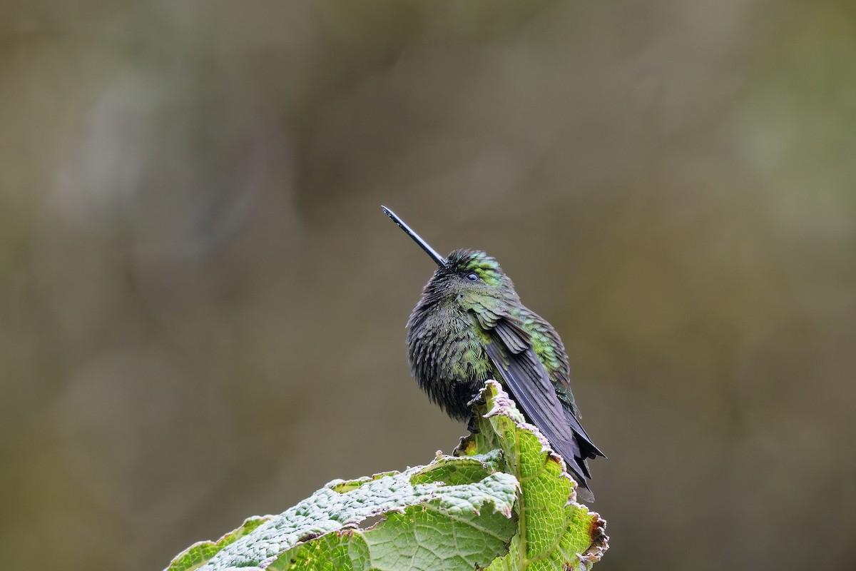 クロモモワタアシハチドリ - ML647136622