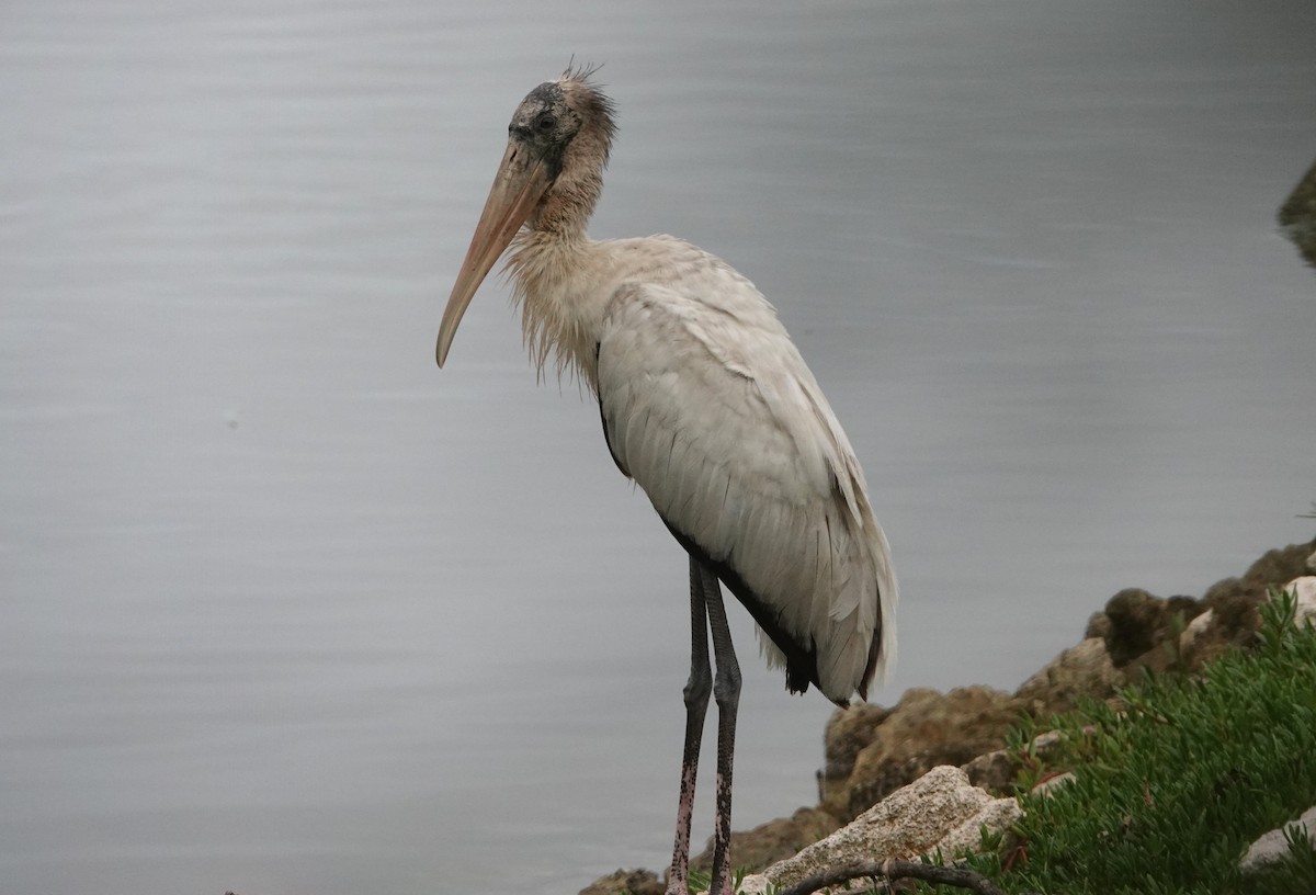 アメリカトキコウ - ML647136623