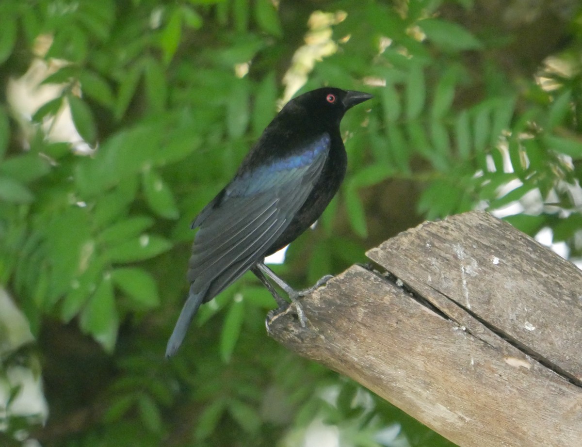 クロコウウチョウ - ML647136624