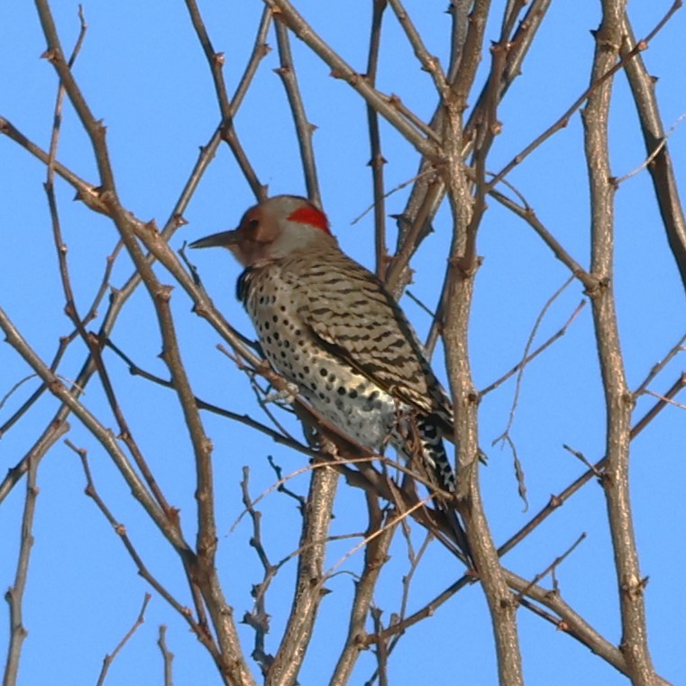 ハシボソキツツキ - ML647136625