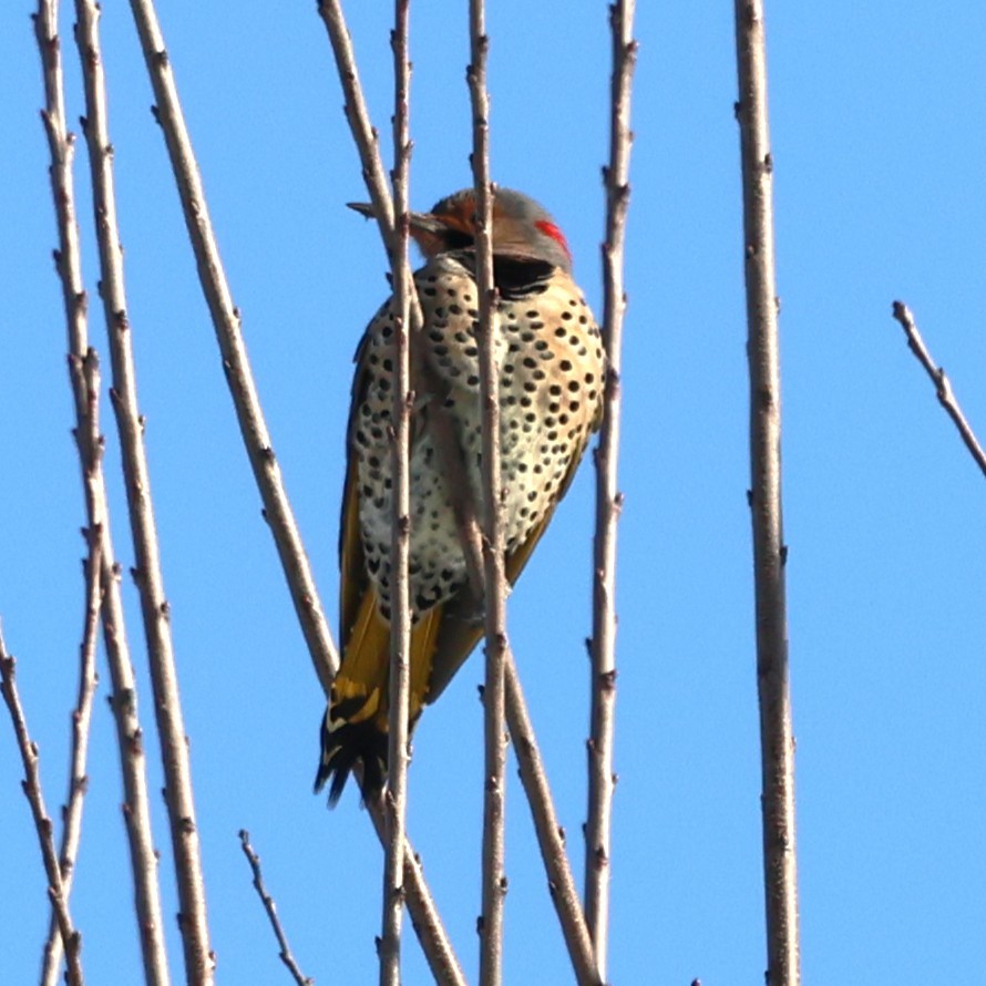 ハシボソキツツキ - ML647136626