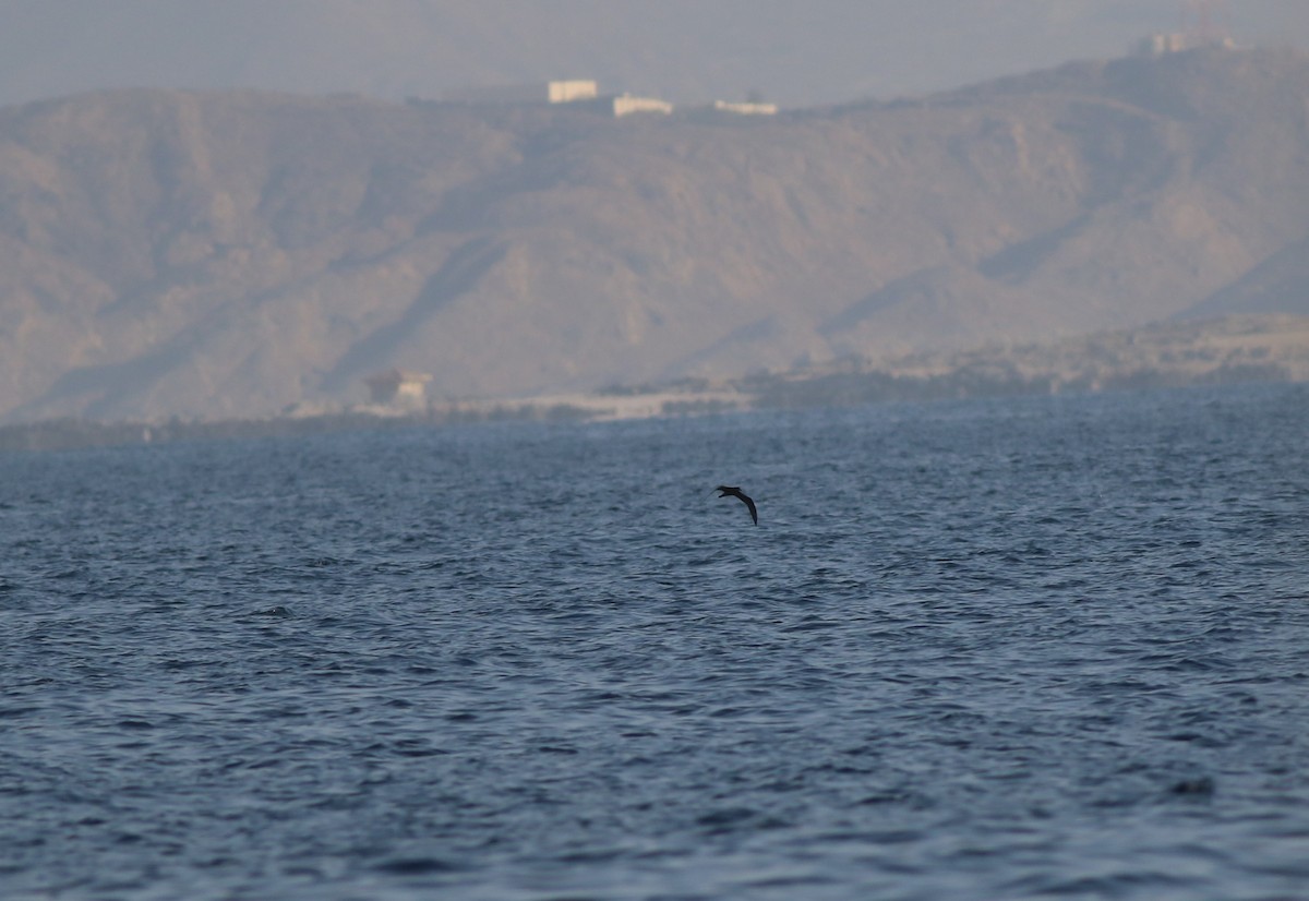 アラビアアナドリ - ML647136627