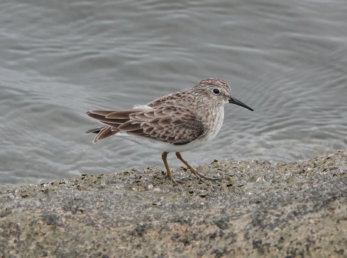 アメリカヒバリシギ - ML647136628