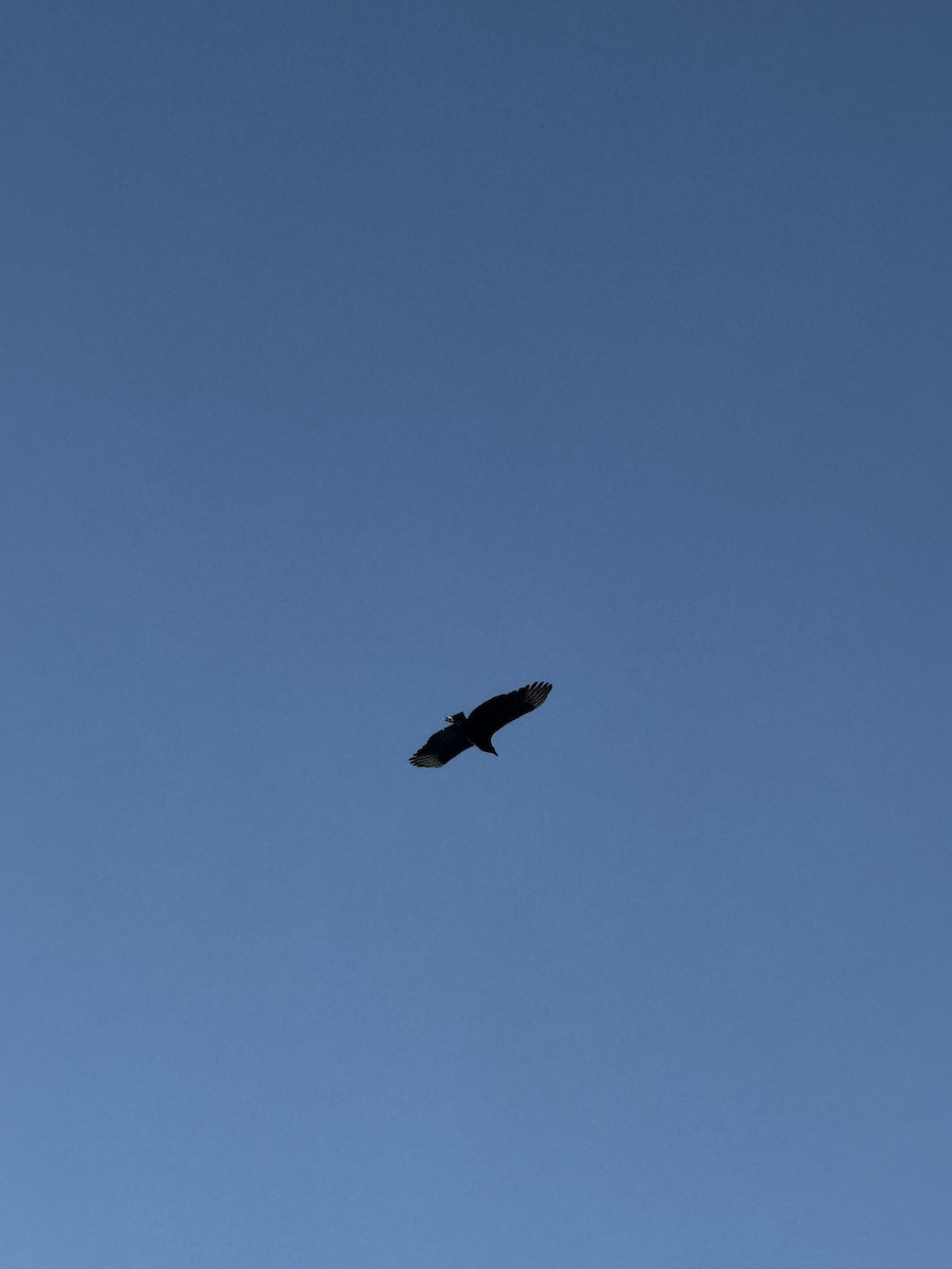 クロコンドル - ML647136629