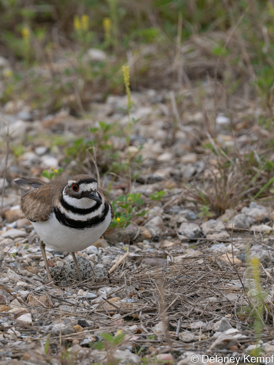 Chorlitejo Culirrojo - ML647136630