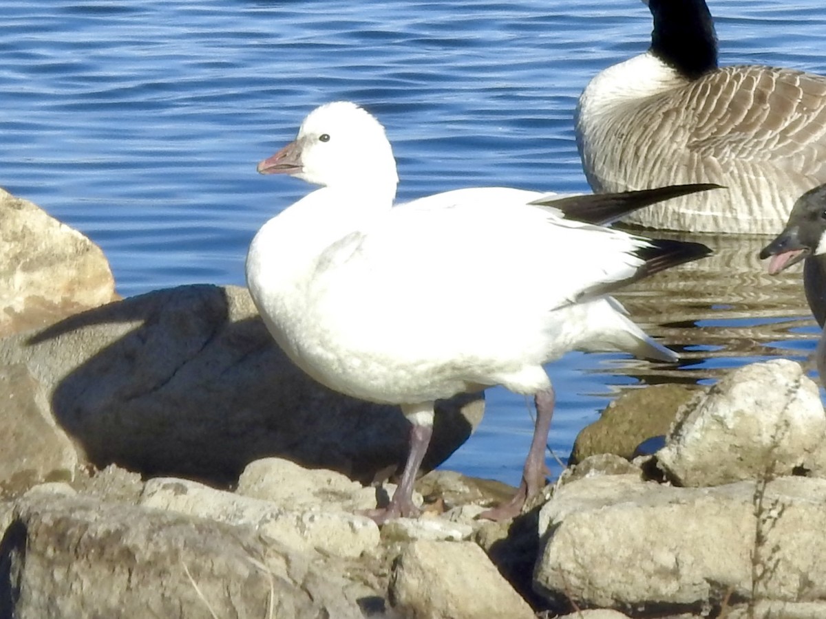 ヒメハクガン - ML647136631