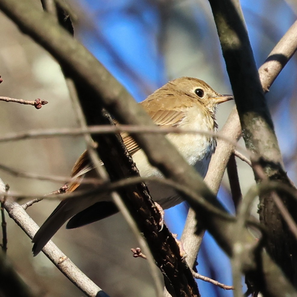 チャイロコツグミ - ML647136632