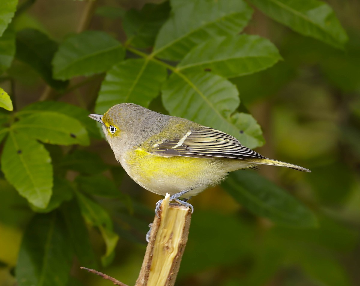 メジロモズモドキ - ML647136633