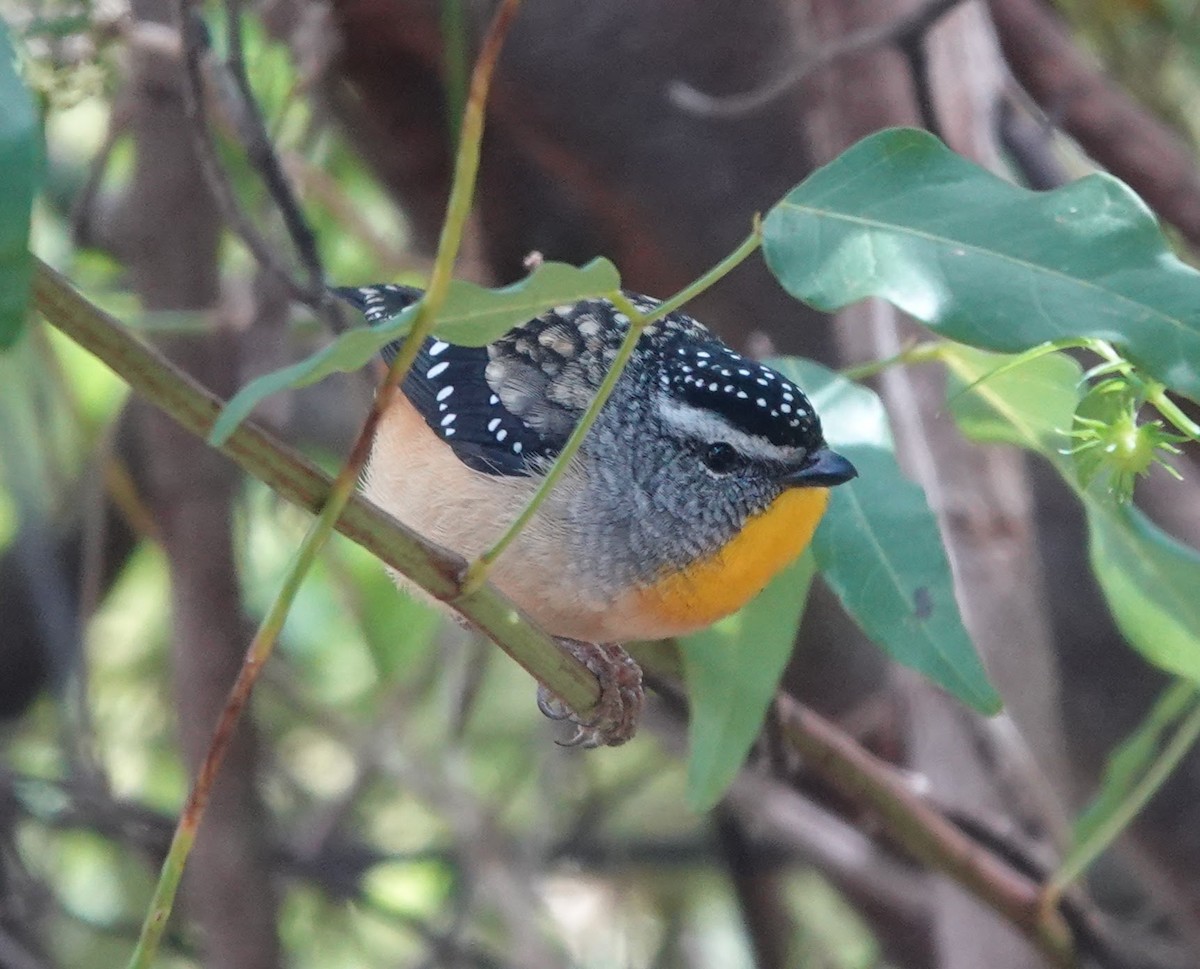 Spotted Scrubwren - ML647136634