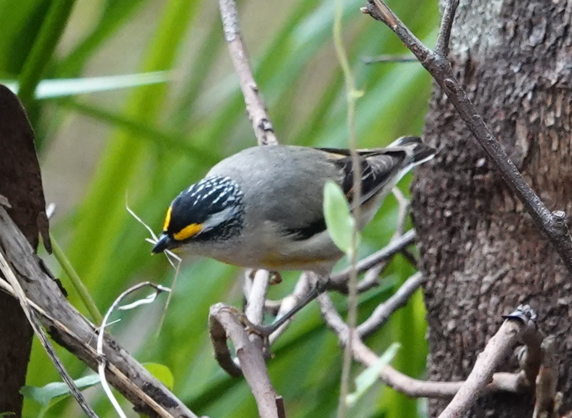 Pardalote Estriado - ML647136635