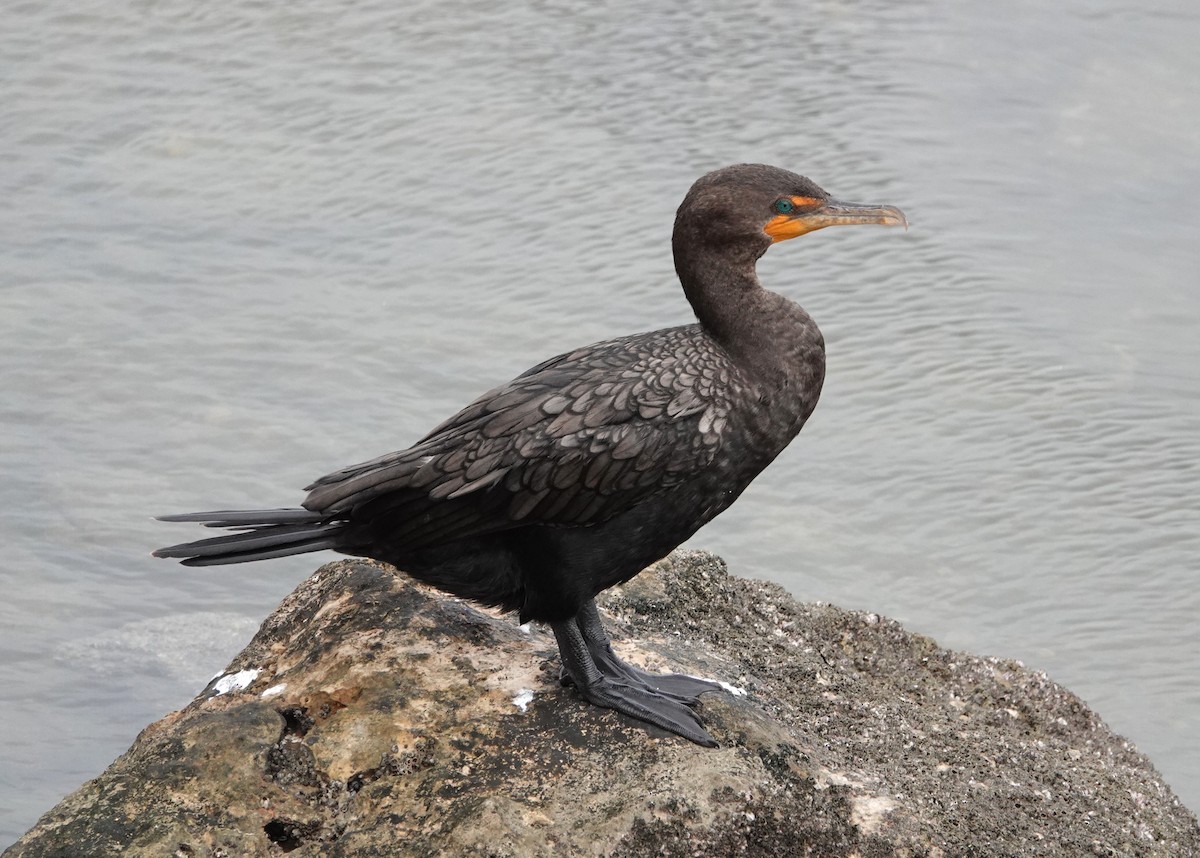 kormorán ušatý - ML647136638